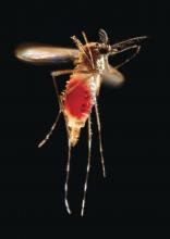 With a newly-obtained blood meal visible through her now transparent abdomen, the now heavy female Aedes aegypti mosquito takes flight as she leaves her host’s skin surface.